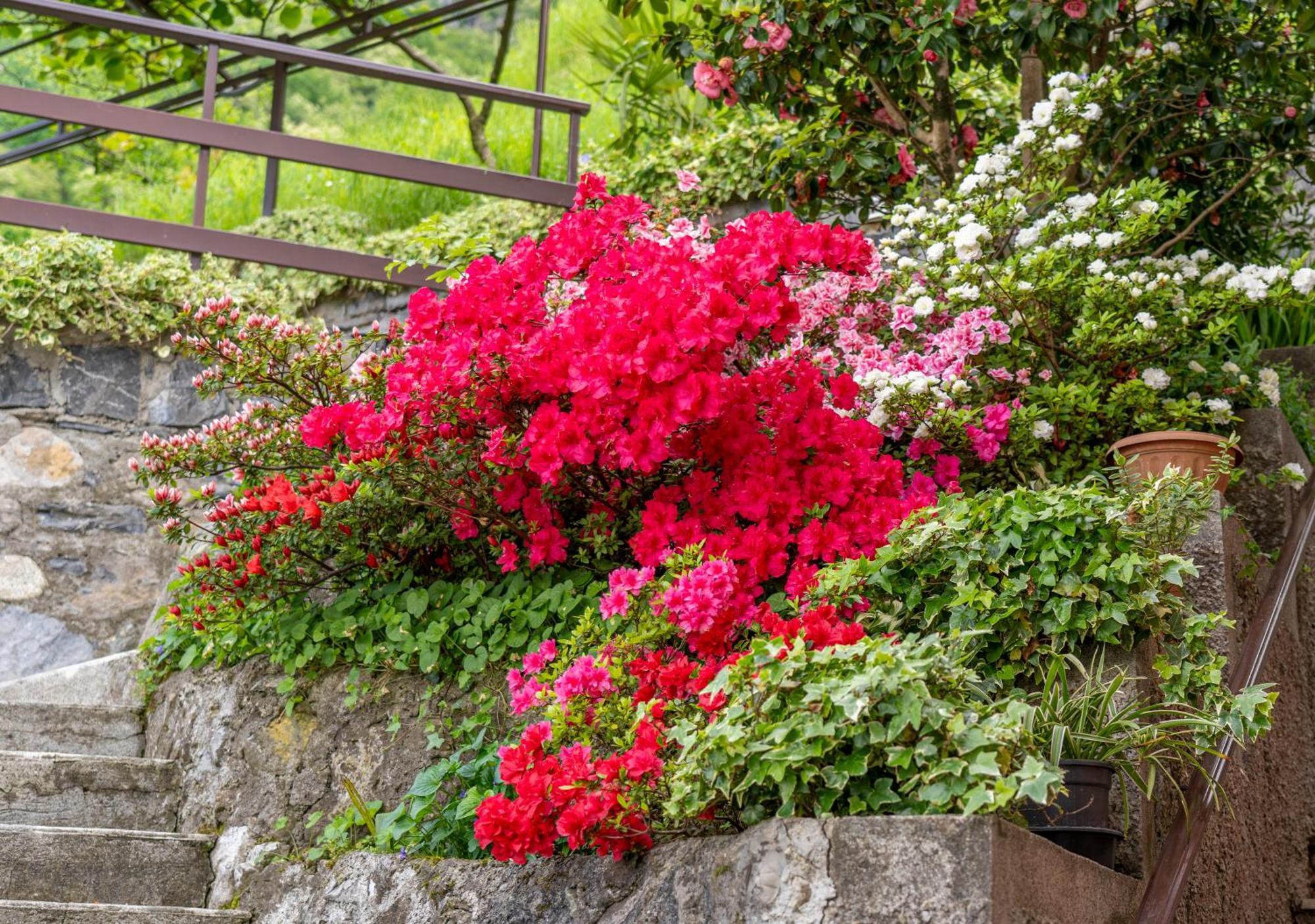 Bellavista Garden And Flowers Varenna Exterior foto